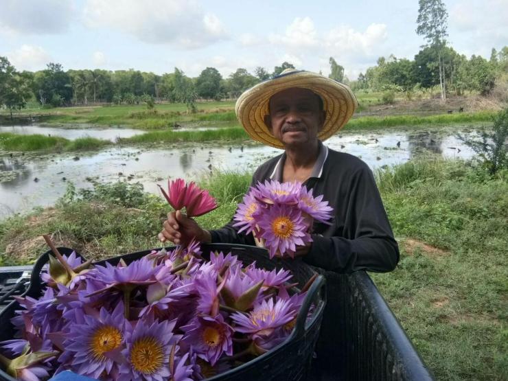 Thai Blue Lotus flower quality check